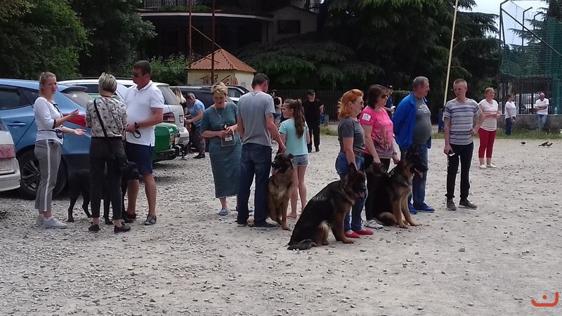 Выставка собак в Гурзуфе._6