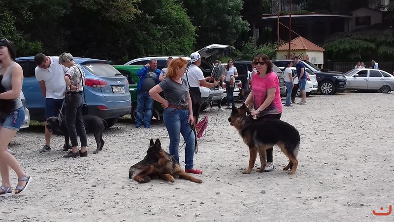 Выставка собак в Гурзуфе._9